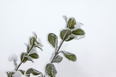 Branches with green leaves in the snowの写真素材