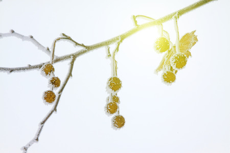 fruits in the frost and snowの写真素材