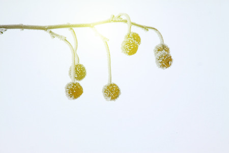 Platane fruits in frost and snowの写真素材