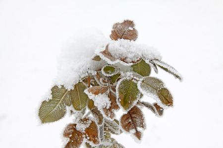 Chinese rose plants in the frost and snow, closeup of photoの写真素材