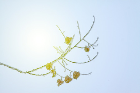 Goldenrain tree dried flowers in the snowの写真素材