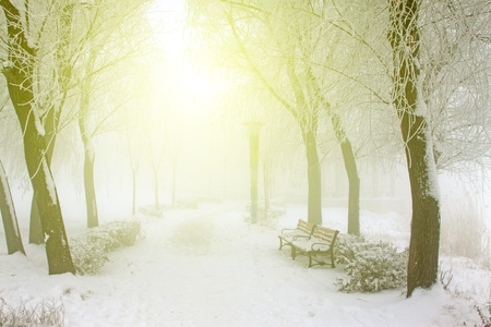 Park trees in the frost and snowの写真素材
