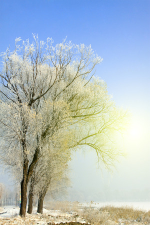 Rime natural landscape in north China, closeup of photoのeditorial素材