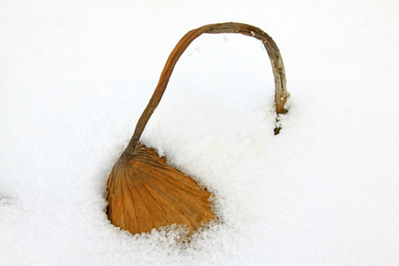 Dry lotus leaf in the snowの写真素材
