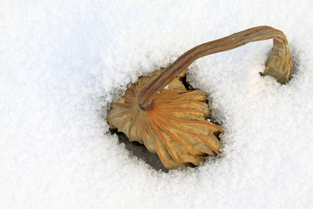 Dry lotus leaf in the snowの写真素材