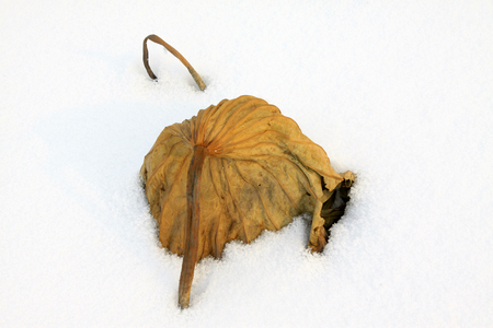 Dry lotus leaf in the snow, closeup of photoの写真素材