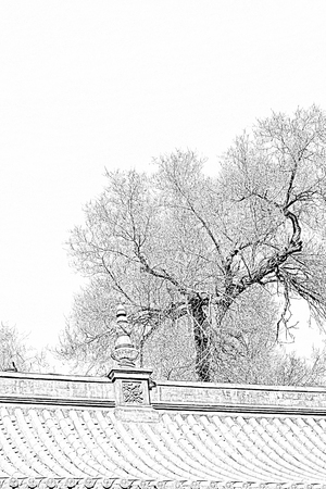 ridge and dead trees in a temple, closeup of photoの写真素材