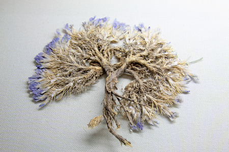 Leguminous plant specimens, petioles whin, closeup of photoのeditorial素材