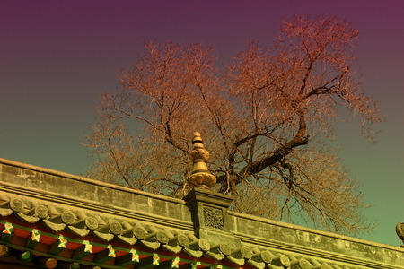 ridge and dead trees in a temple, closeup of photo
