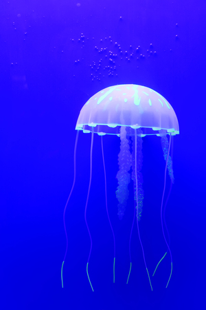 jellyfish swimming in blue backgroundの写真素材