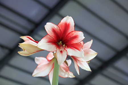tulip flowers, closeup of photoの写真素材