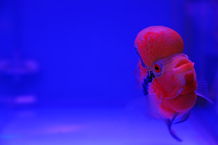 flower horn in blue aquarium, closeup of photo
