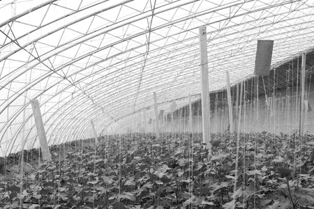 vegetable greenhouse internal landscape in winterのeditorial素材