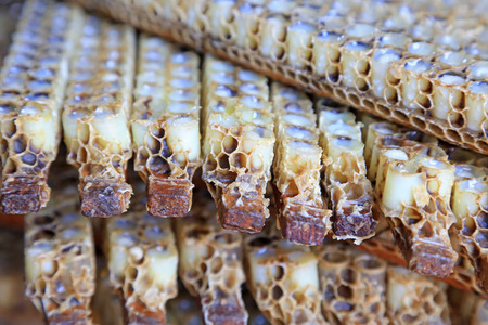 bee larvae in the nest, closeup of photoの写真素材
