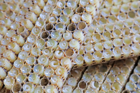 bee larvae in the nest, closeup of photoの写真素材
