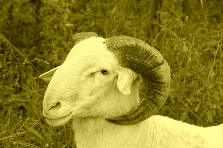 Ram head features, closeup of photoの写真素材