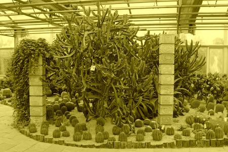 cactus plants in a gardenのeditorial素材