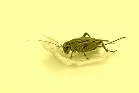 cricket in a white background, closeup of photoの写真素材
