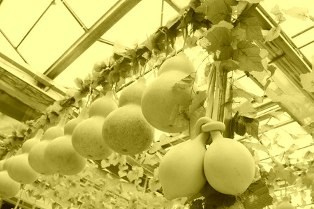 Rows of gourds hanging on the shelf, closeup of photoの写真素材