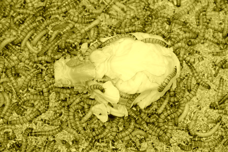 Yellow powder insect, closeup of photo