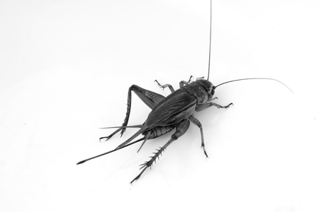 cricket in a white background, closeup of photoの写真素材