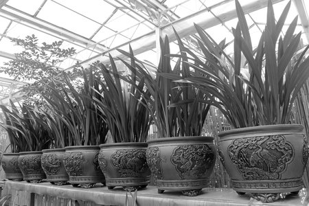 Orchid miniascape in the flower shop, closeup of photoのeditorial素材