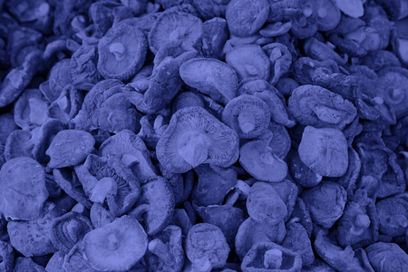 dry mushrooms, closeup of photoの写真素材