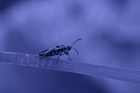 stinkbug on the green leaf, closeup of photo