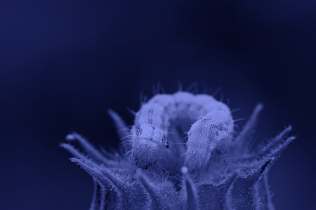 butterfly larvae on abutilon fruit, closeup of photoの写真素材