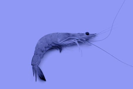 Fresh prawns in a white background, closeup of photoの写真素材