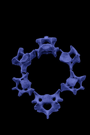 Bones in a black background, closeup of photo
