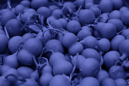Piles of small gourds, closeup of photoの写真素材