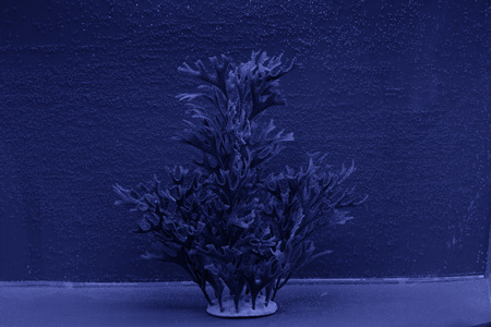 blue aquatic plants in an aquarium, closeup of photoの写真素材