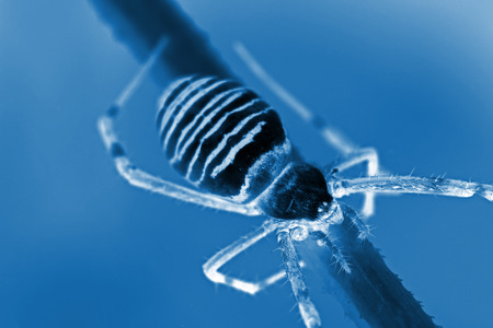 a spider insects perched on a spider webの写真素材