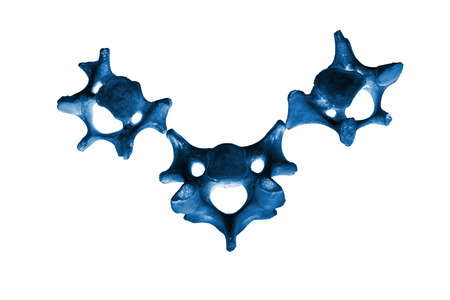 Bones in a black background, closeup of photoの写真素材