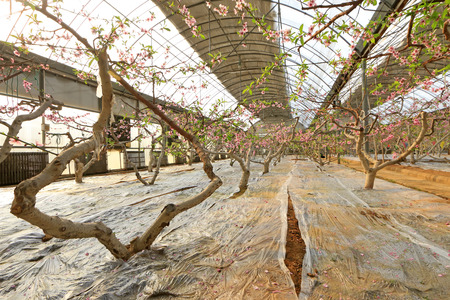 Peach trees in the greenhouseのeditorial素材