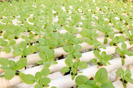 soilless agricultureのeditorial素材