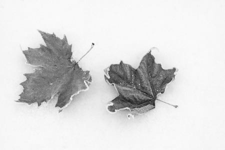 platane blade on the snow, closeup of photoの写真素材
