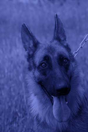 Pet dog head features, closeup of photoの写真素材