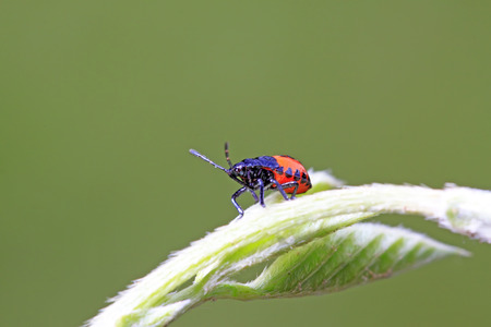 stinkbug on plant in the wild
