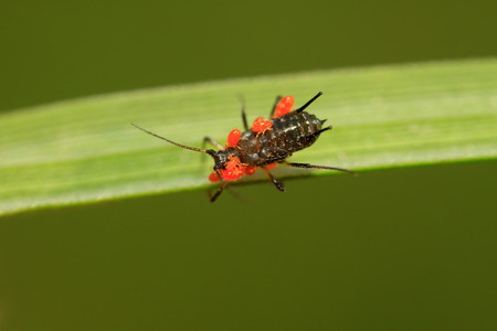 Tetranychus cinnabarinus on plant in the wild