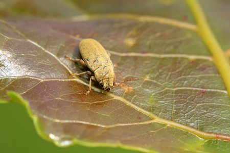 Insects on plant in the wildの写真素材