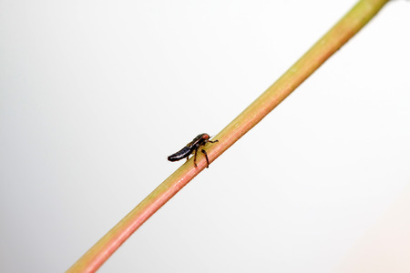leafhopper on plant in the wildの写真素材