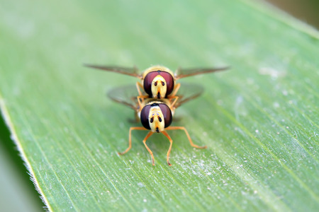 Syrphidae on plant in the wild