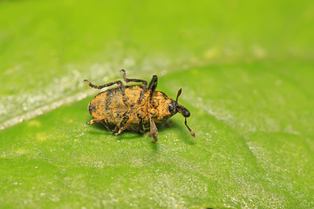 weevil on plant in the wild