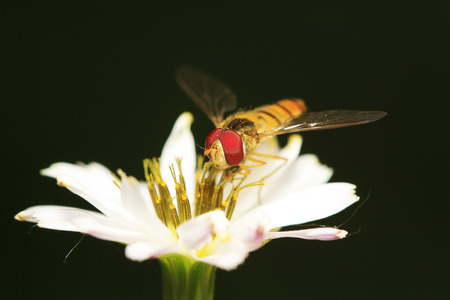 Syrphidae on plant in the wild
