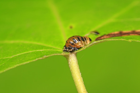Harmonia axyridis puparium on plant in the wild