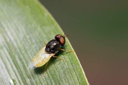 insects on plant in the wild