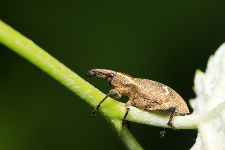 weevil on plant in the wildの写真素材