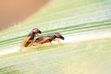 Platystomatidae on plant in the wild